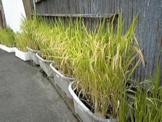 庭の稲ももうすぐ収穫