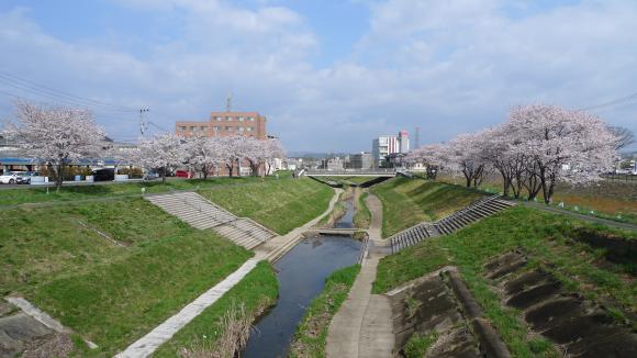 笊川の桜 2012