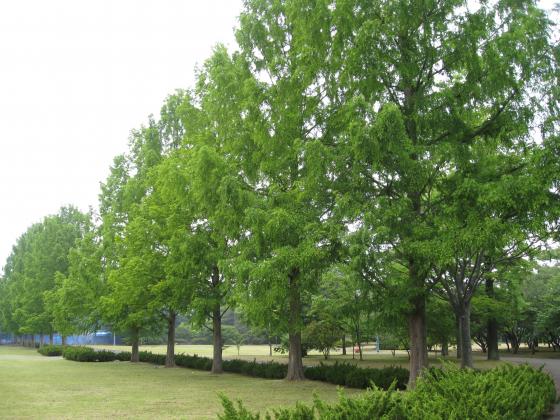 メタセコイアの並木