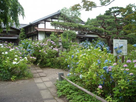 あじさい成長記　北山　