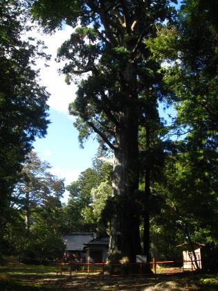 鷲倉神社の姥杉