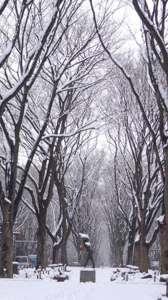 雪の朝/定禅寺通り