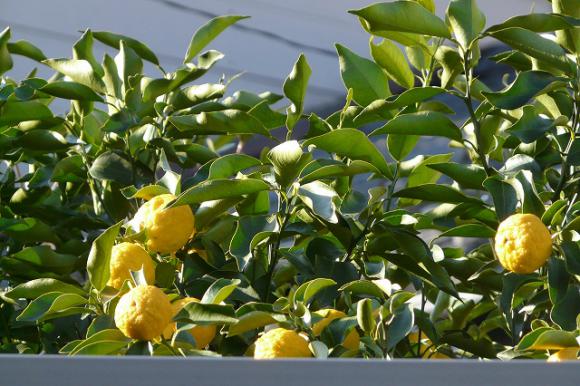 八幡町で柚子の実が?