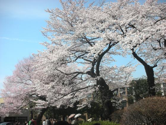 東北大学片平キャンパスのさくら