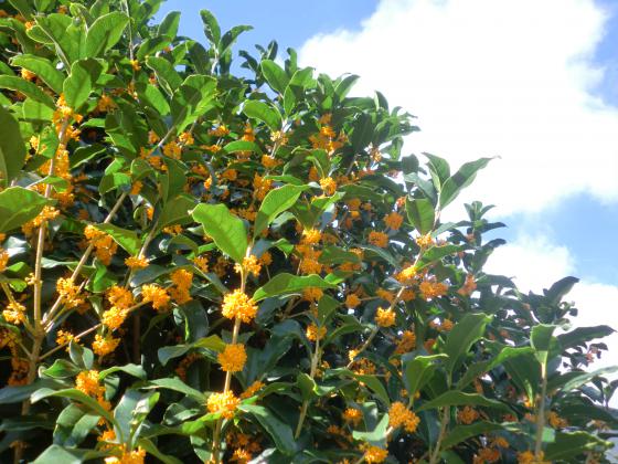 金木犀（きんもくせい）