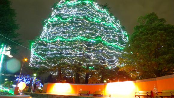 光のページェント シンボルツリー　2010