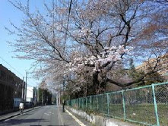 通勤途中のさくら　パート2