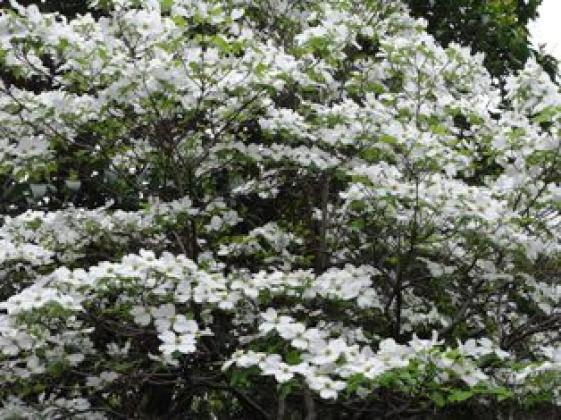 東北大のハナミズキ