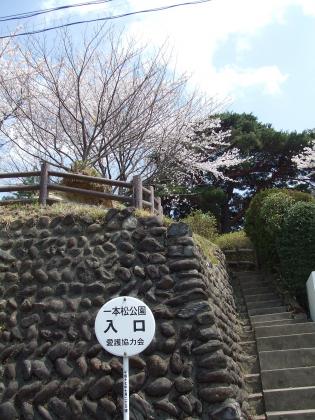 一本松公園の桜