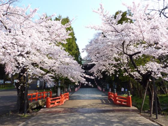 東照宮の桜