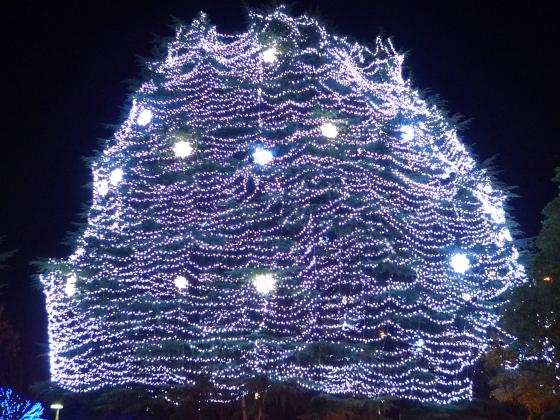 光のページェント シンボルツリー　2011