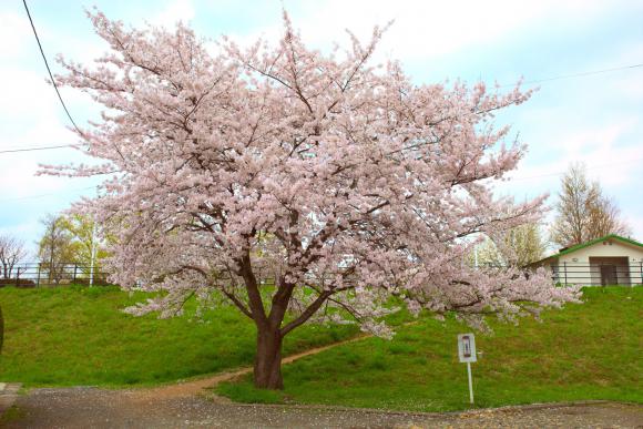 天沼の土手の下にある桜