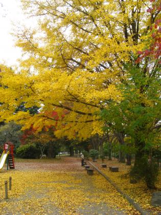 イチョウ／西公園
