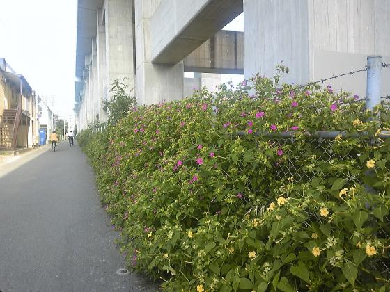 線路脇には秋の草花が／連坊小路