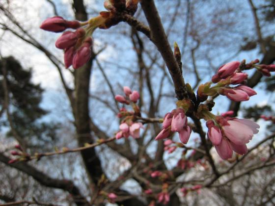 もうすぐ開花！／三神峯公園