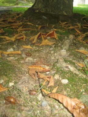 早くも、落ち葉が