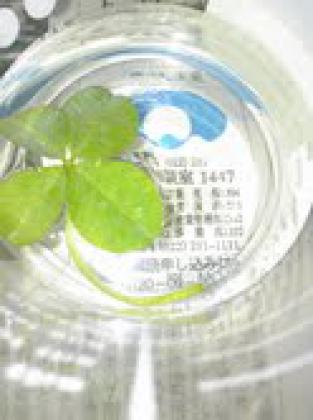 父の日のプレゼントにもらった四葉のクローバー