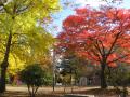 西公園の秋