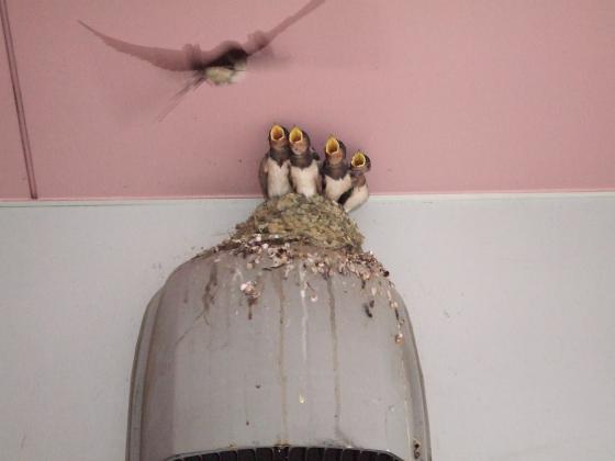 台原支店のツバメ。その後