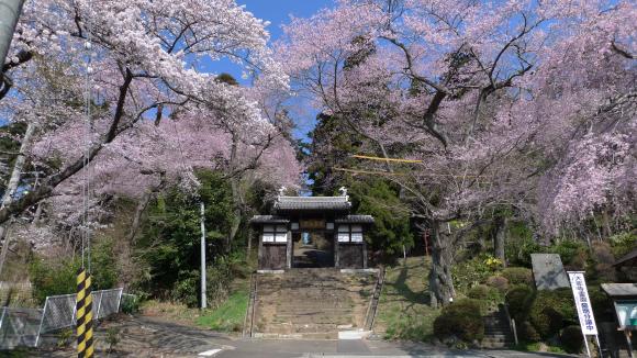 大年寺惣門のさくら