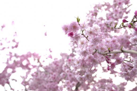 桜じゃないけど