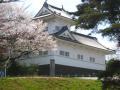 隅櫓と桜