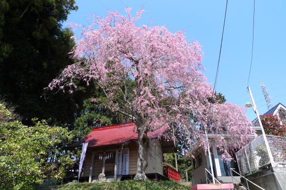 八坂神社のさくら/太白区富田