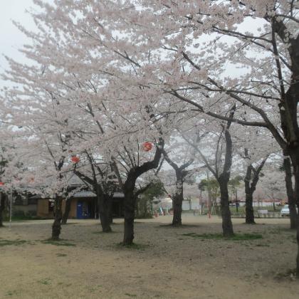 西公園の桜