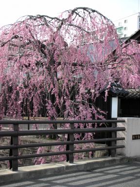 石橋屋の桜