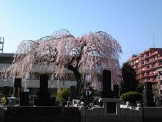 通勤途中のさくら