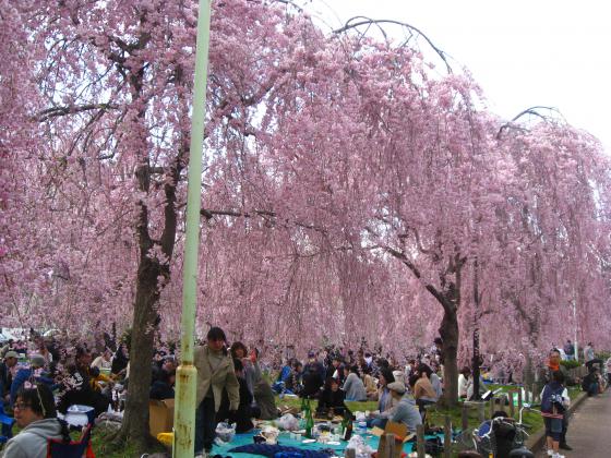 しだれ桜の下で