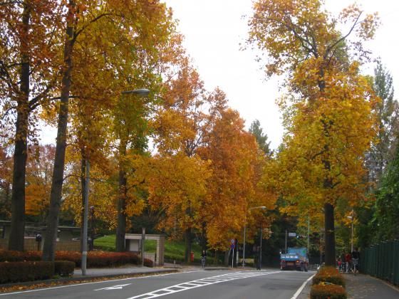 紅葉／美術館前