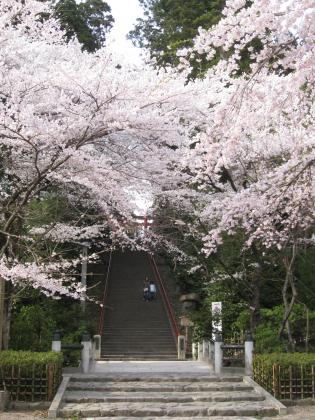 桜／大崎八幡宮