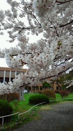 東北大片平キャンパスの桜