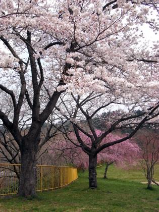 ひより台の公園の桜