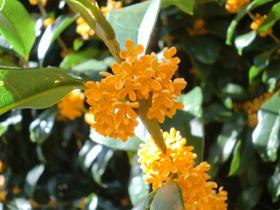 金木犀（きんもくせい）