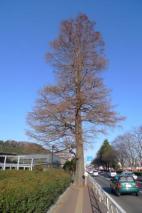 ラクウショウの巨木（保存樹木）