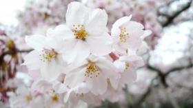 三神峯公園のさくら