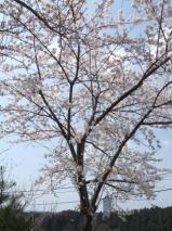 一本松公園の桜