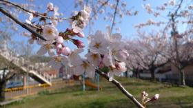 福寿さくら公園