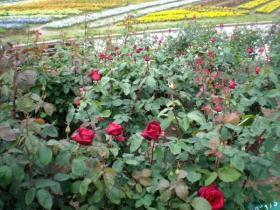 仙台市農業園芸センター