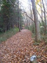 太白山自然観察の森