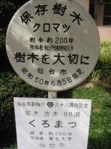 乃木将軍遺愛の松