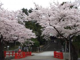 東照宮の桜