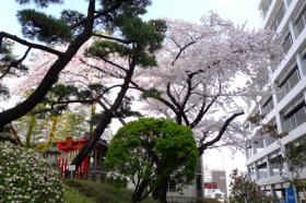 金岡八幡宮のさくら