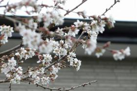 中島丁の十月桜？