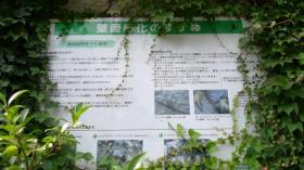 壁面緑化のすすめ