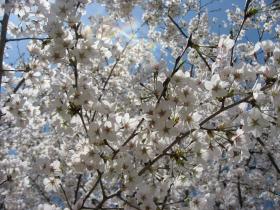 三神峯公園のさくら