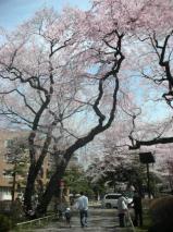 東北大学片平キャンパスのさくら