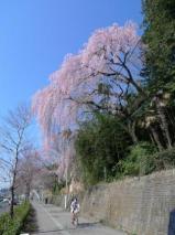 頭上に咲く桜／２８６号線